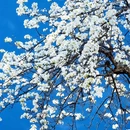 阿坝旅游 缩略图 5
