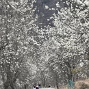 阿坝旅游 缩略图 5