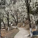 阿坝旅游 缩略图 6