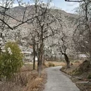 阿坝旅游 缩略图 8