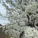 阿坝旅游 缩略图 2