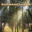 石家庄旅游 缩略图 8