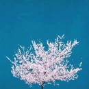 阿坝旅游 缩略图 3