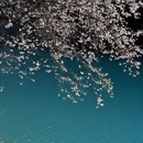 阿坝旅游 缩略图 4