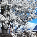 成都旅游 缩略图 2