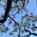 阿坝旅游 缩略图 5