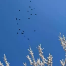 阿坝旅游 缩略图 3
