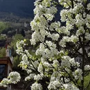 成都旅游 缩略图 8