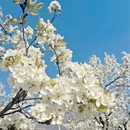 阿坝旅游 缩略图 4