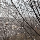石家庄旅游 缩略图 3