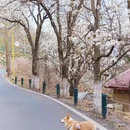 成都旅游 缩略图 3