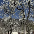阿坝旅游 缩略图 3