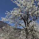 阿坝旅游 缩略图 4