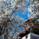 阿坝旅游 缩略图 5