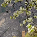 阿坝旅游 缩略图 7
