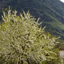 阿坝旅游 缩略图 8