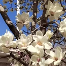 石家庄旅游 缩略图 8