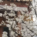 阿坝旅游 缩略图 5