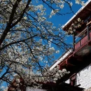 阿坝旅游 缩略图 2