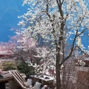 阿坝旅游 缩略图 13