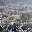 阿坝旅游 缩略图 1
