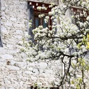 阿坝旅游 缩略图 4