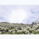 成都旅游 缩略图 10