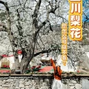 阿坝旅游 缩略图 1