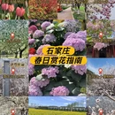 石家庄旅游 缩略图 1