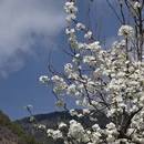阿坝旅游 缩略图 11