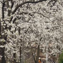 阿坝旅游 缩略图 18