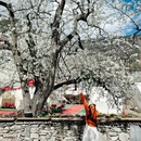阿坝旅游 缩略图 3