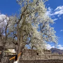 阿坝旅游 缩略图 7