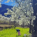 阿坝旅游 缩略图 1