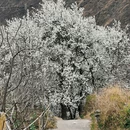 阿坝旅游 缩略图 9