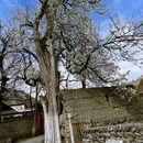 阿坝旅游 缩略图 11