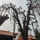 石家庄旅游 缩略图 4