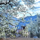 阿坝旅游 缩略图 4