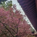 石家庄旅游 缩略图 9