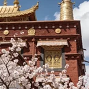 甘孜旅游 缩略图 6