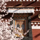 甘孜旅游 缩略图 5