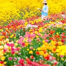 成都旅游 缩略图 8