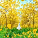 成都旅游 缩略图 3