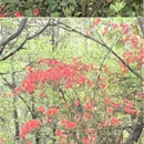 宣城旅游 缩略图 2