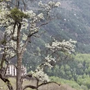 阿坝旅游 缩略图 11