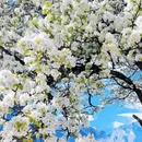阿坝旅游 缩略图 3