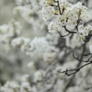 成都旅游 缩略图 3