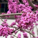 石家庄旅游 缩略图 8