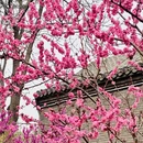 石家庄旅游 缩略图 9