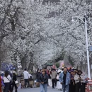林芝旅游 缩略图 2